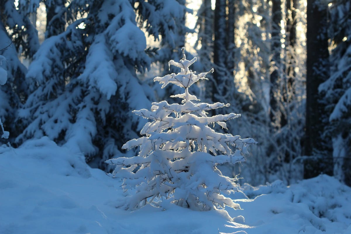 The December Sales Data Nobody's Reading Correctly